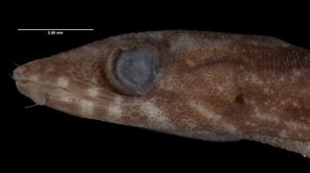 Media type: image;   Herpetology R-73901